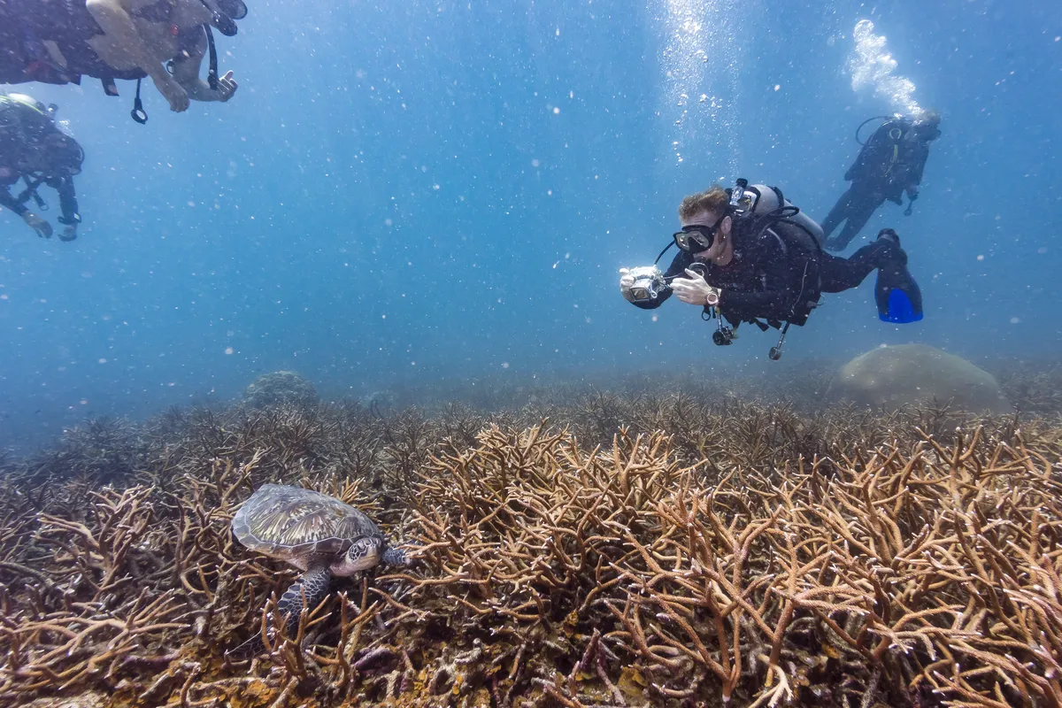 Den Open Water Diver auf Koh Tao machen: so läuft es ab