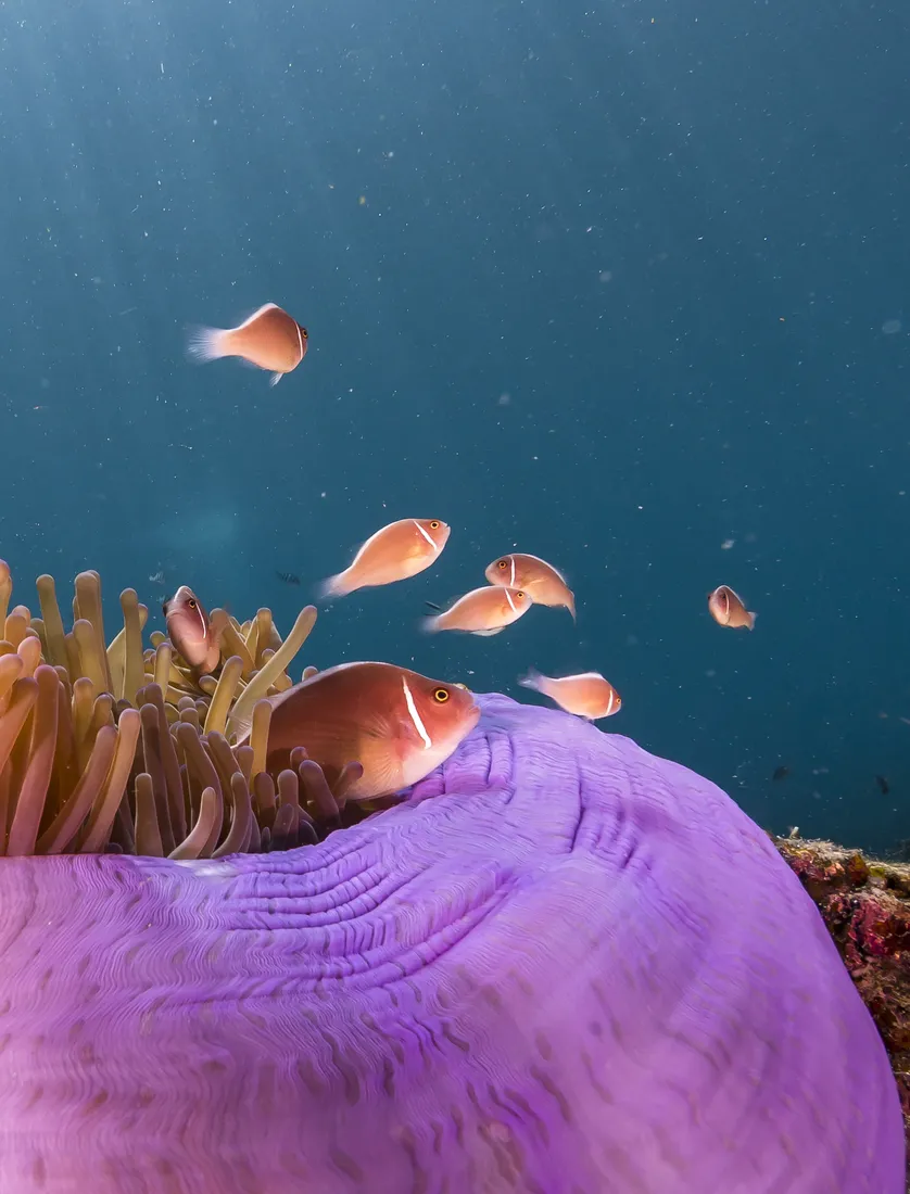 Scuba Refresh : Auffrischung